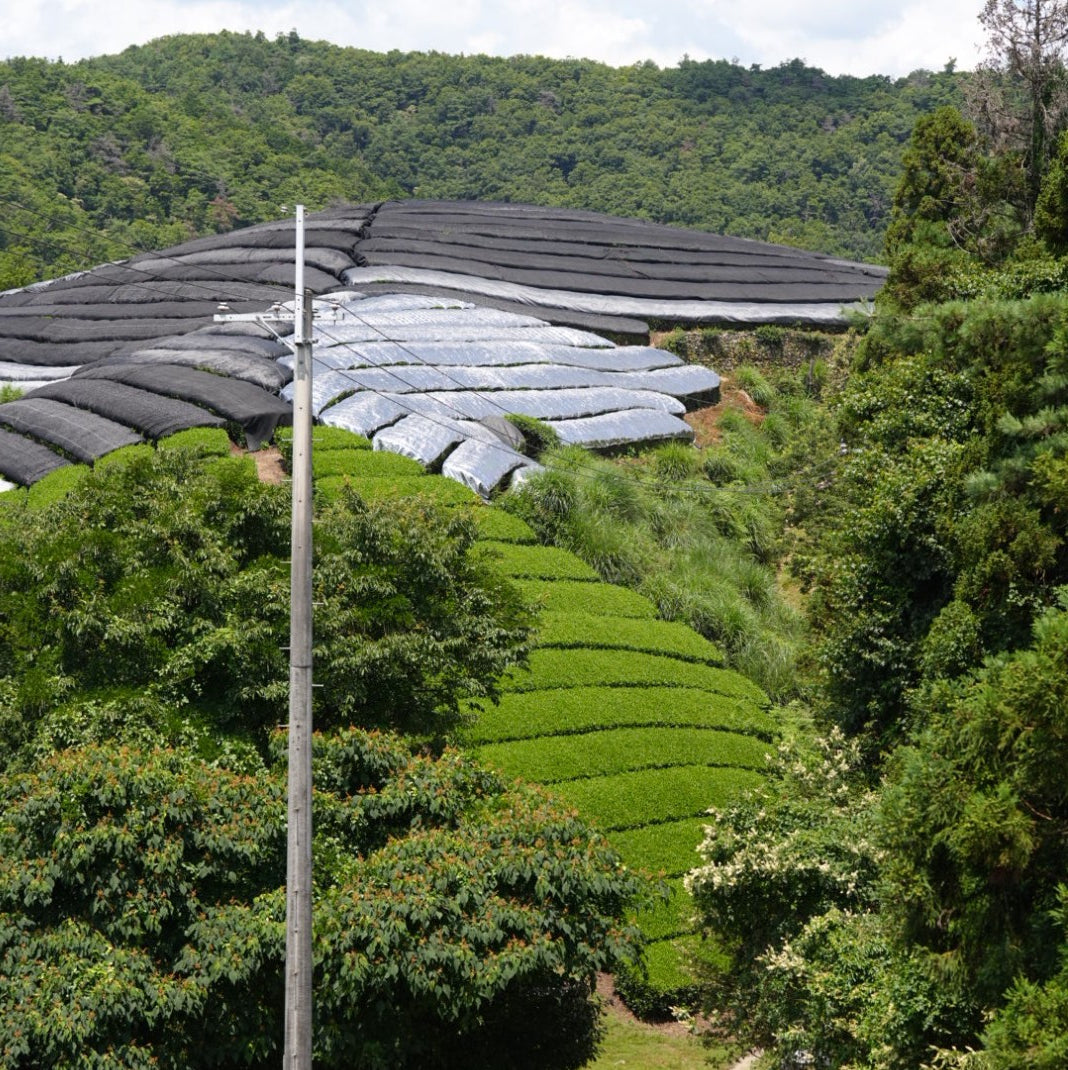 Le monde du thé japonais en crise !