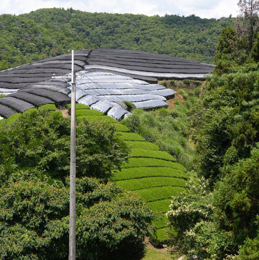 Le monde du thé japonais en crise !