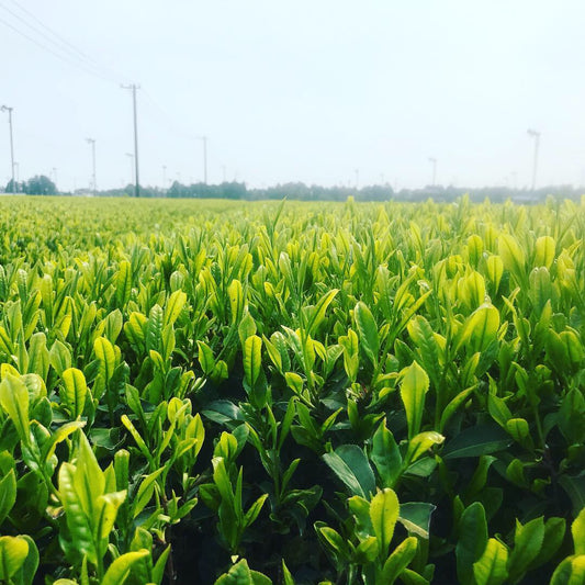 Le saviez-vous ? Pourquoi le thé japonais n’a pas besoin d'ajouts