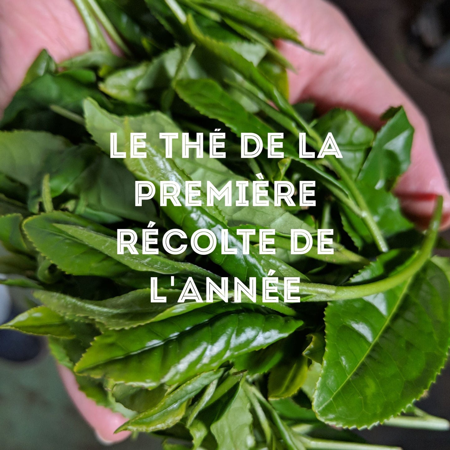 Shincha Kooshun, grand cru, 50g
