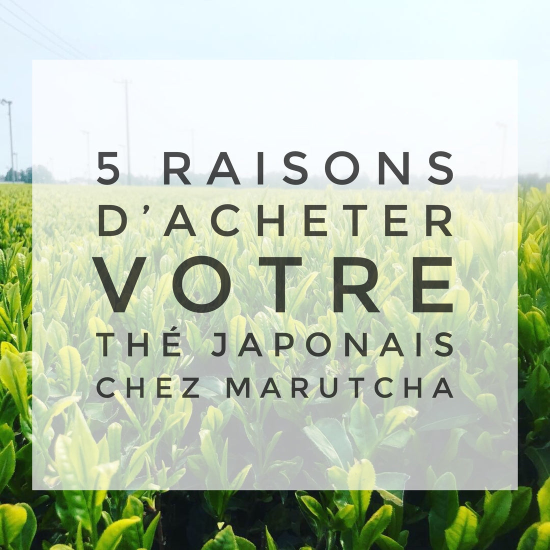 5 raisons d'acheter votre thé japonais chez MARUtCHA