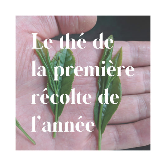 Le shincha, le thé de la première récolte de l’année