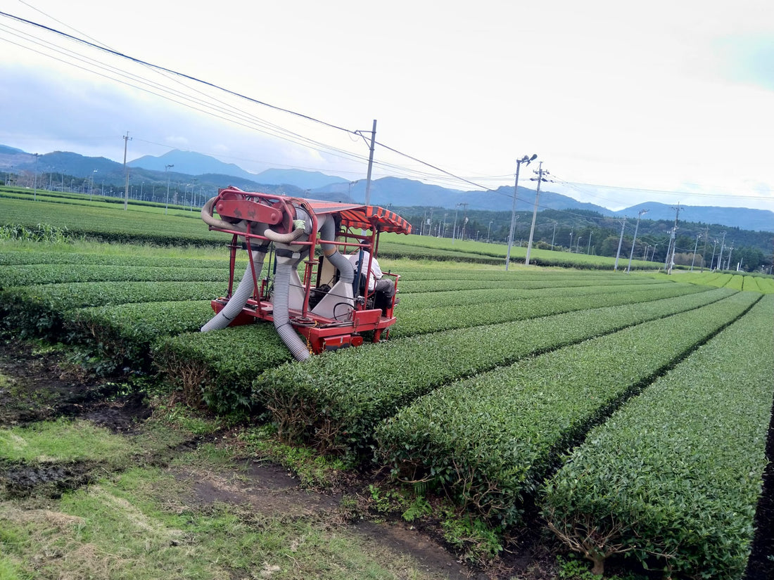 L'histoire de Keiko,  producteur de thé