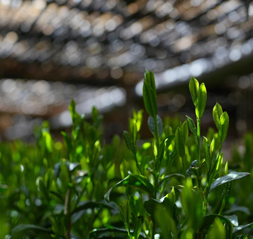 Dentô Hon-gyokuro grand cru "Saémidori" 伝統本玉露, 30g